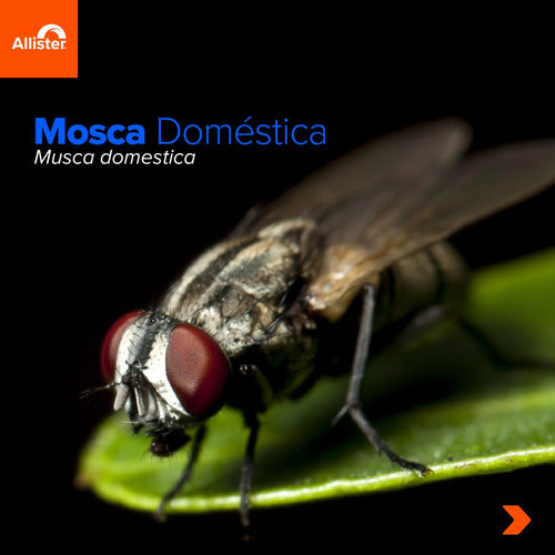 Insecticida Para Moscas Allister Dagger 1k Cebo Granulado