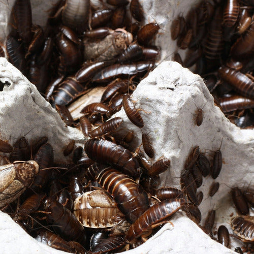 Maxforce Bayer 30gr Cockroach Poison Small and Large 3 Pcs
