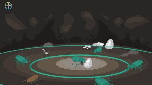 Maxforce Bayer 30gr Cockroach Poison Small and Large 3 Pcs