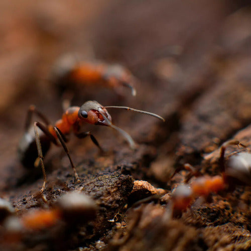 Cebo Optigard Ant Gel Para Hormigas Syngenta