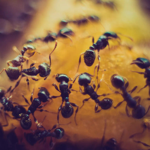Cebo Optigard Ant Gel Para Hormigas Syngenta