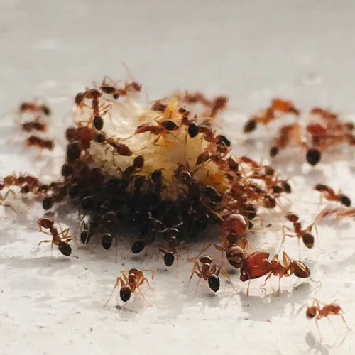 Resifum U Diclorvos Cipermetrina Insecticida Mata Cucarachas
