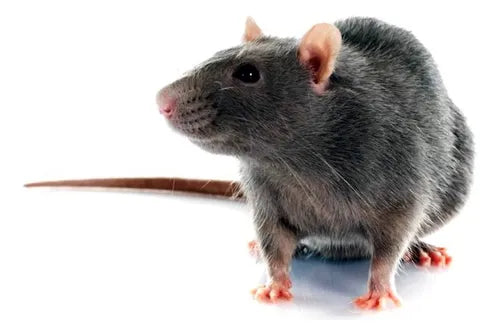 Veneno Para Ratas Ratones Cebo Storm Secure 500g Rodenticida