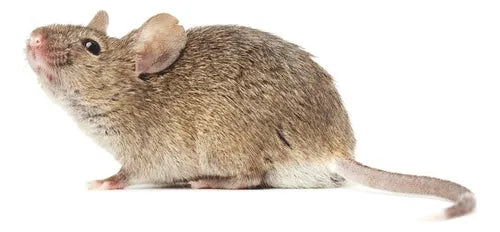 Veneno Para Ratas Ratones Cebo Storm Secure 500g Rodenticida