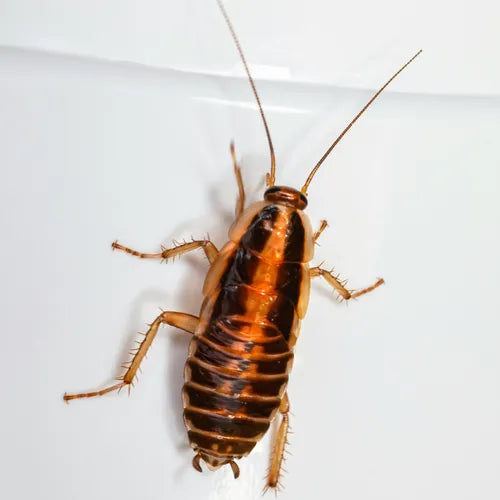 Resifum U Diclorvos Cipermetrina Insecticida Mata Cucarachas