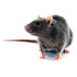 Rodilon Bloque 1 Kg. Raticida Bayer Ratas Y Ratones Veneno