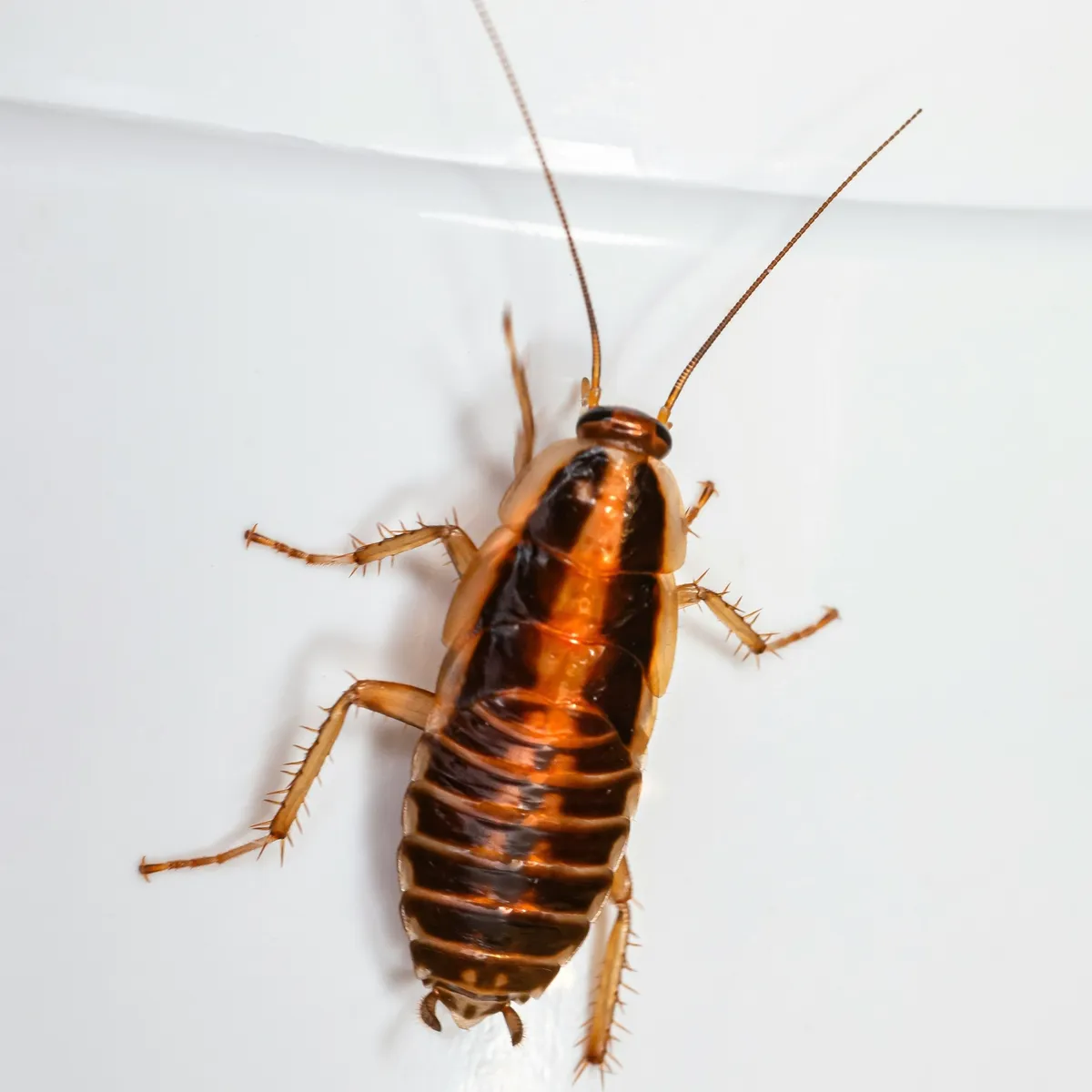 Optigard Ant Gel