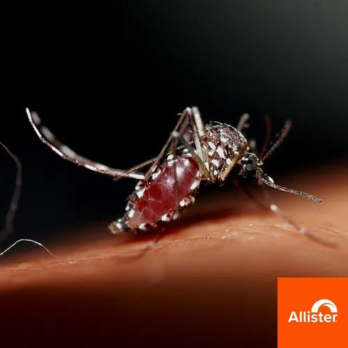 Repelente Insecticida Allspray Mata Moscas Repuesto 5 Piezas