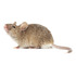 Rodilon Bloque 1 Kg. Raticida Bayer Ratas Y Ratones Veneno