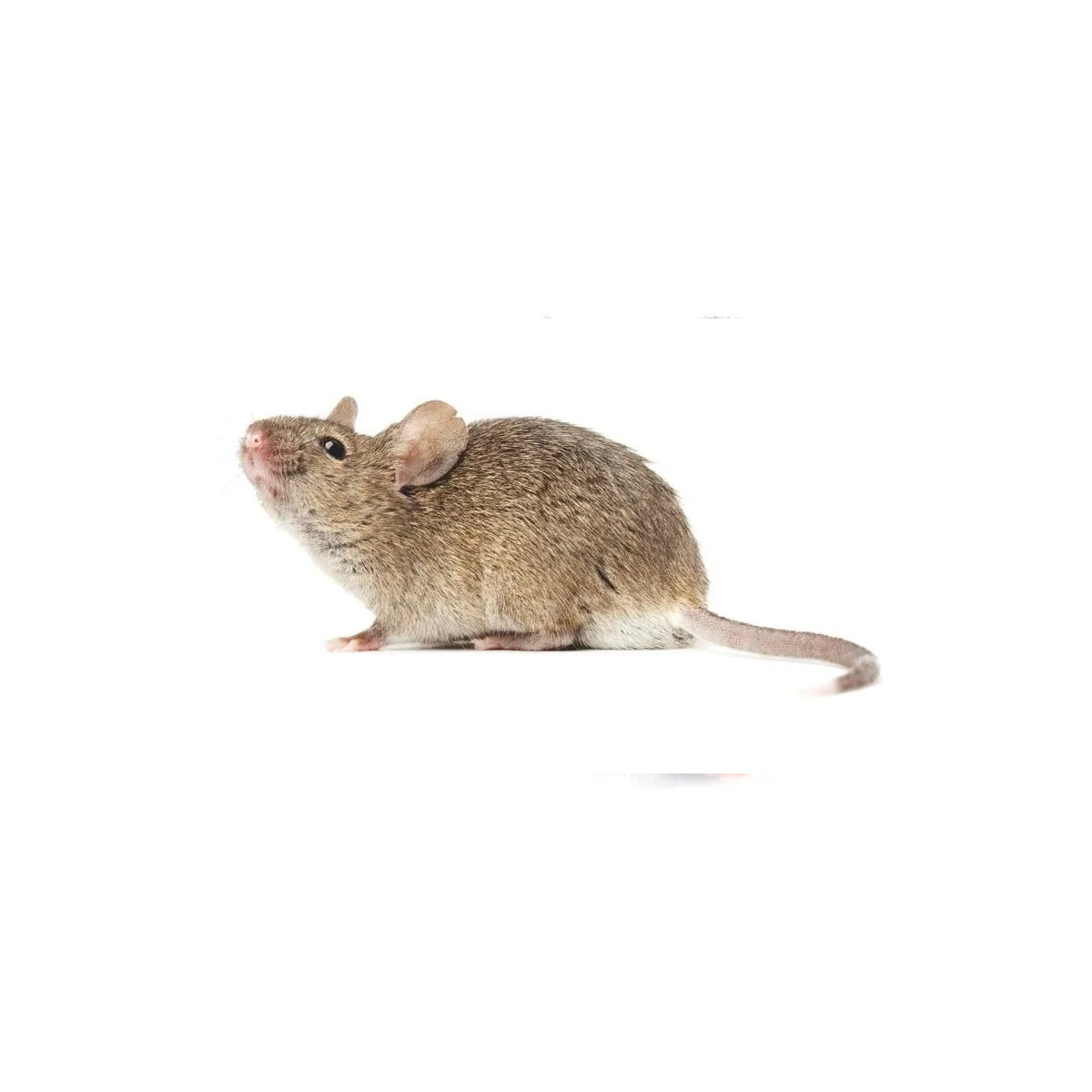 Rodilon Bloque 1kg